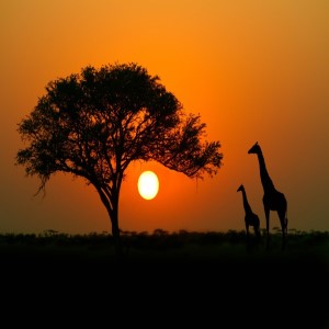 african landscape photo