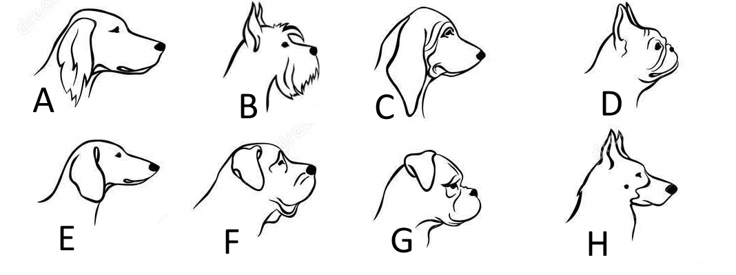 Match the dog breeds with their profiles - Dexter District Library