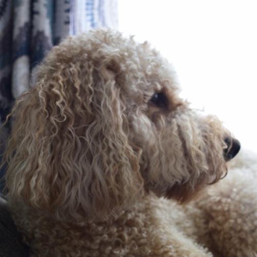 Pet Portrait
