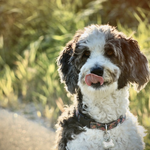 WINNER - Pet Portrait