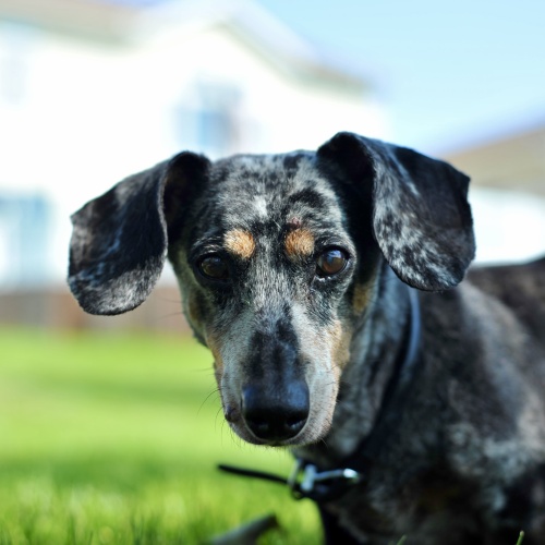 Pet Portrait