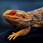 reptarium