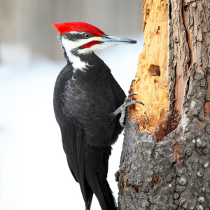woodpecker